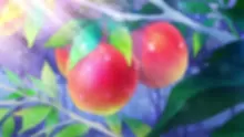 Sugar Apple Fairy Tale Part 2 ชูการ์แอปเปิ้ลแฟรี่เทล ตอนที่ 01 ซับไทย